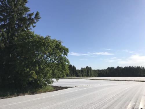 Tuulessa laineileva harsomeri on kaunis näky / Carrot field coated with row covers
