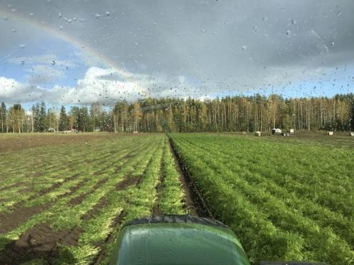 Sateinen sadonkorjuu, 2018 / Harvesting carrot in Hovinsalo, 2018
